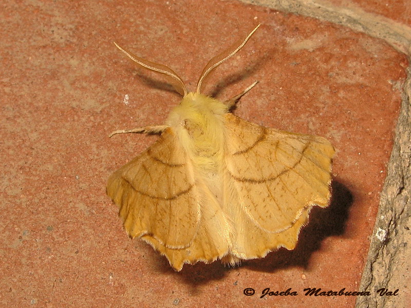 Ennomos alniaria (Geometridae)